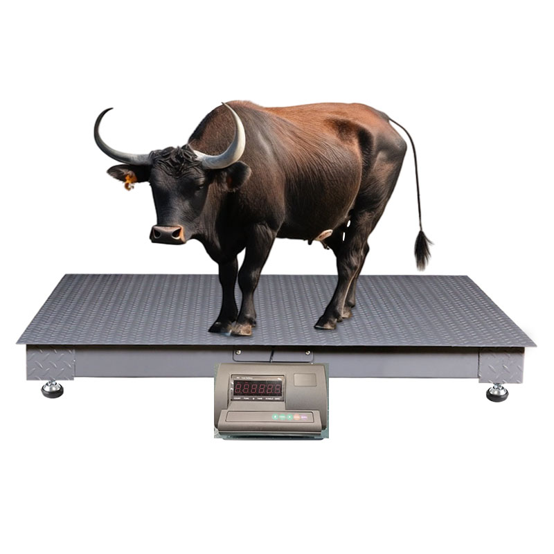 Abattoir Weighing Scales – Uganda