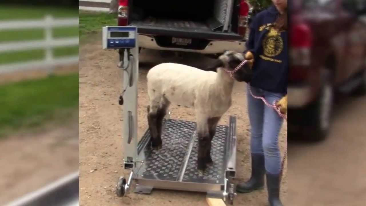 Goats' smart design digital weighing scale