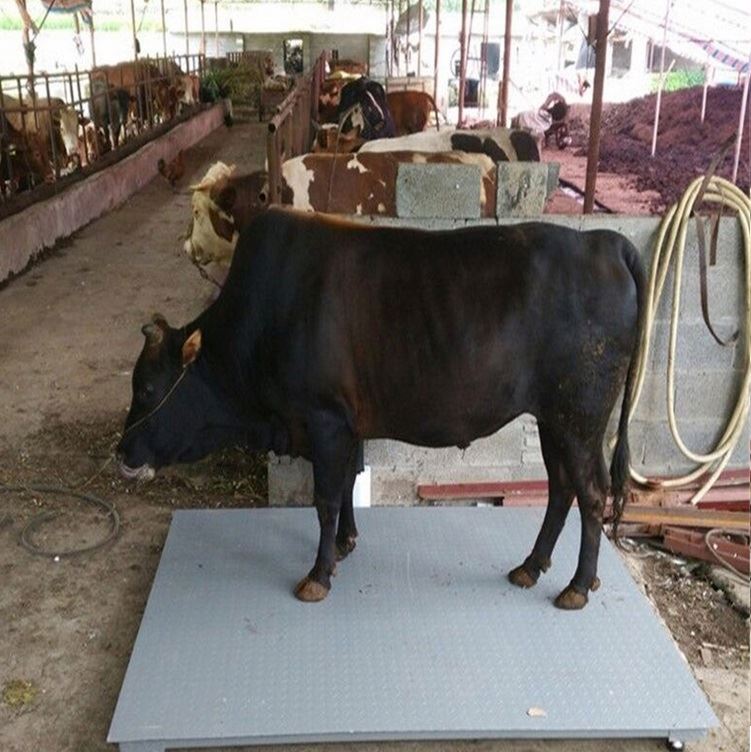 Buy Animal Scale Kampala