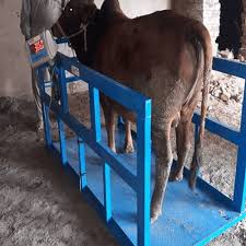 Hot Sale Spray Paint Livestock Weight Scale
