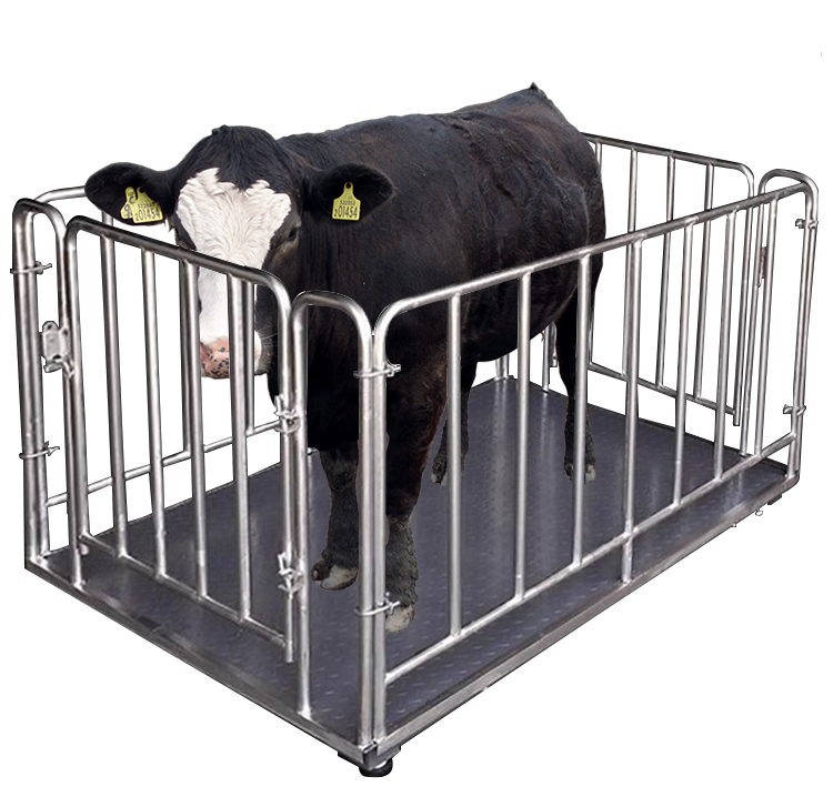 Livestock Scale Installation Service in Sironko-district - Animal-Heavy-Duty weighing scale available in Kampala, Uganda